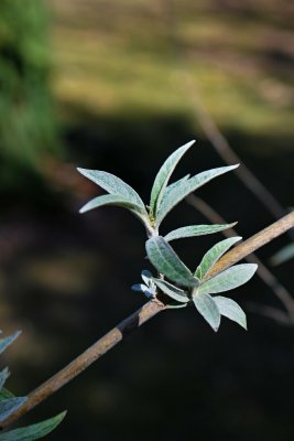 Budleja davidii - komule davidova - listy